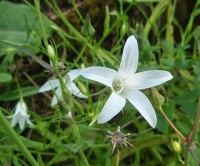 Campañilla silvestre